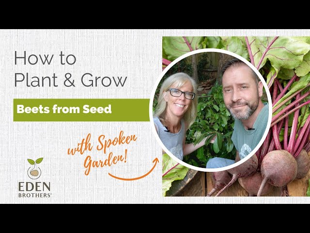 How to Plant and Grow Beets from Seed - YouTube