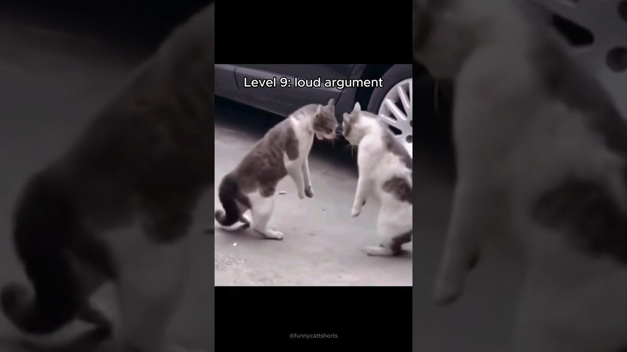 cats getting aggressive 💢