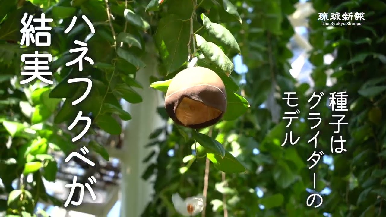 ハネフクベが結実 種子はグライダーのモデル - YouTube