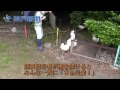 姫路市立動物園アヒル7羽が行進