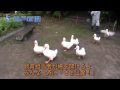 姫路市立動物園アヒル7羽が行進 の動画、YouTube動画。