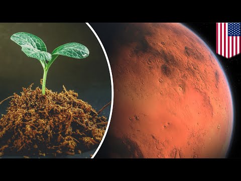 植物能長出奈米 外太空農場有望！