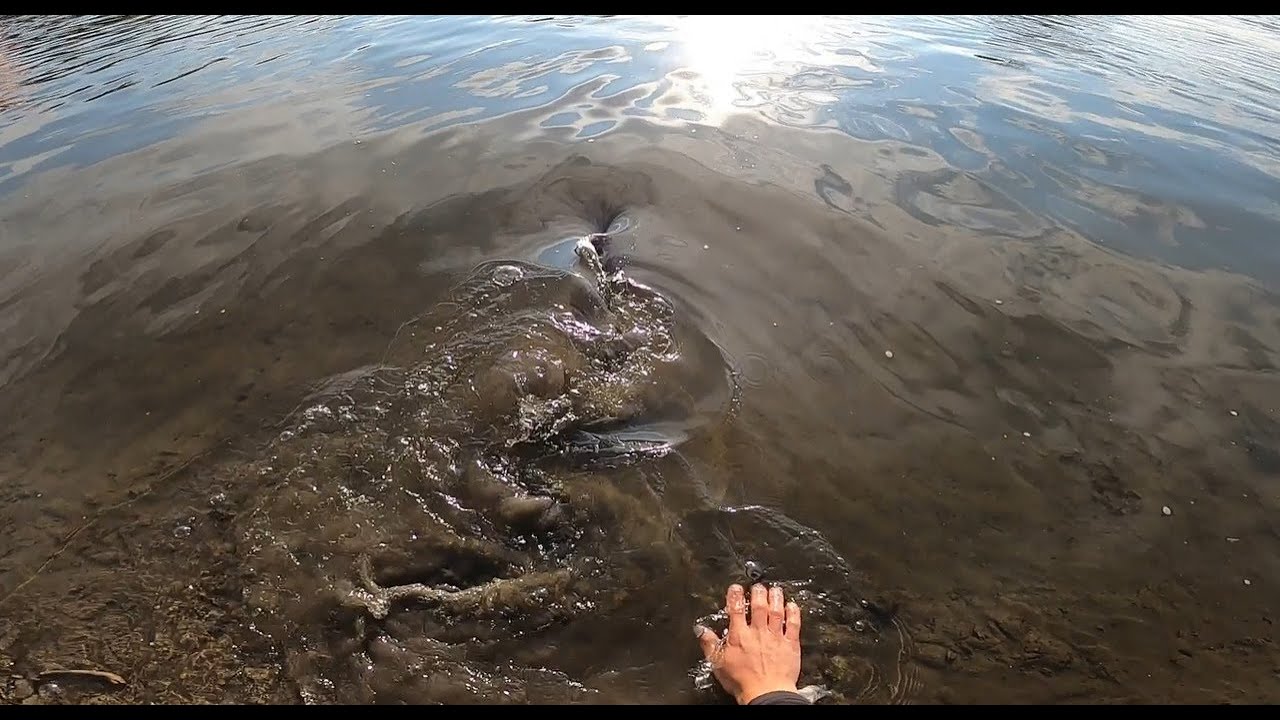 Varaličarenje soma - Uhvati i pusti #C&R #som #catfish