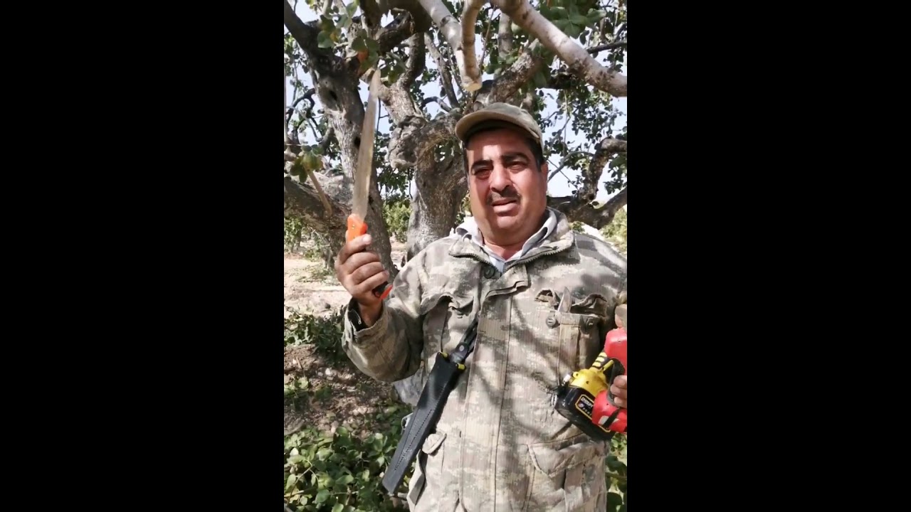 Antep fıstığının çok olmasını istiyorsanız kesin cevap burada sonuna kadar izleyin net cevabı görün