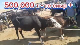 Сарыағаш мал базары.Сиырлар,сиырлар бузауымен.+ 7 771 315 74 54 + 7 771 315 08 13 + 7 702 161 45 82.