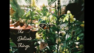The Delicate Things.
