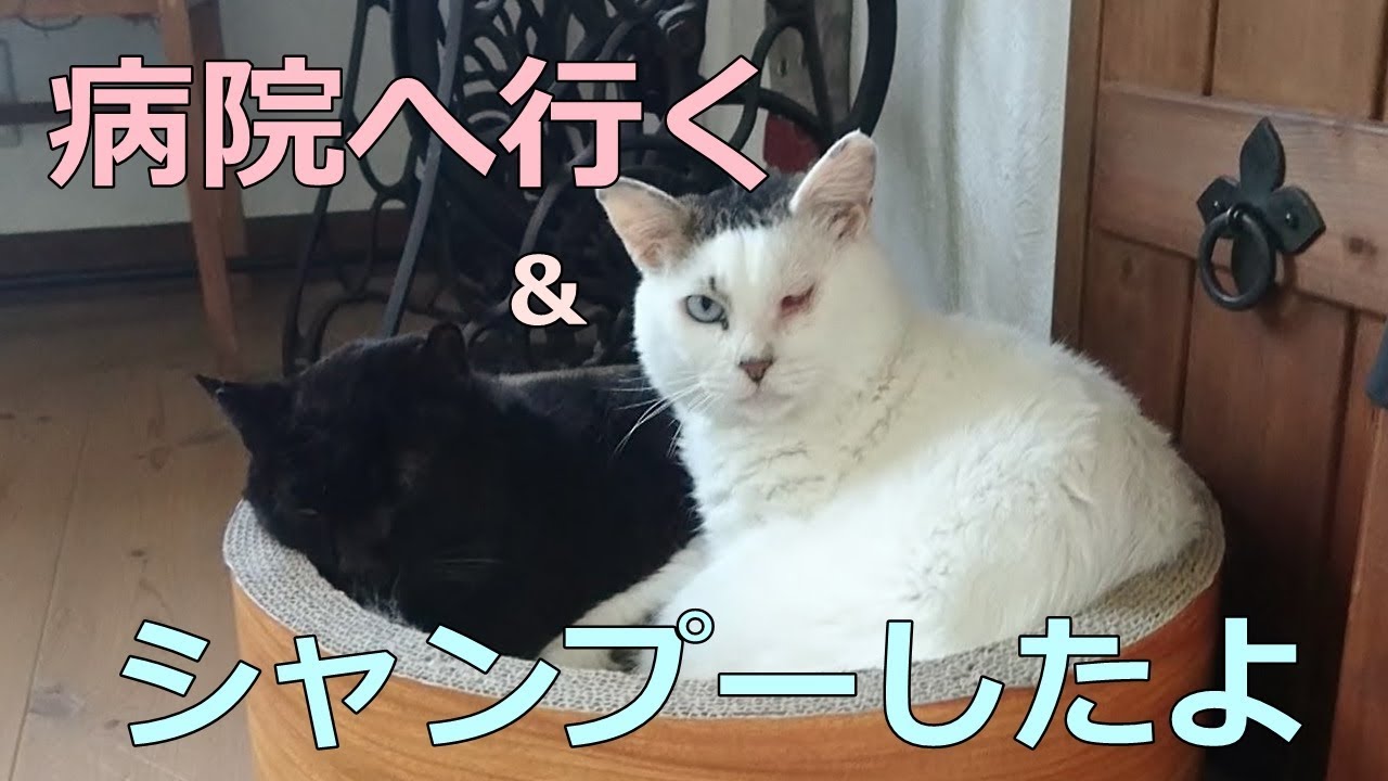 退院 協同 ライセンス 野良猫 シャンプー 病院 Andriamartinezcohen Org