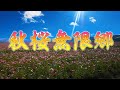 【栃木県益子町】圧倒的な世界観の秋桜畑を鑑賞する【コスモス畑でつかまえて】Catch it in the autumn cherry blossom