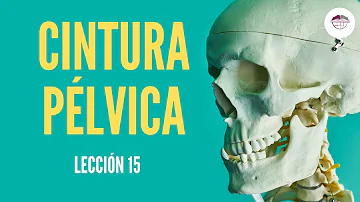 Como a cintura pélvica e formada?