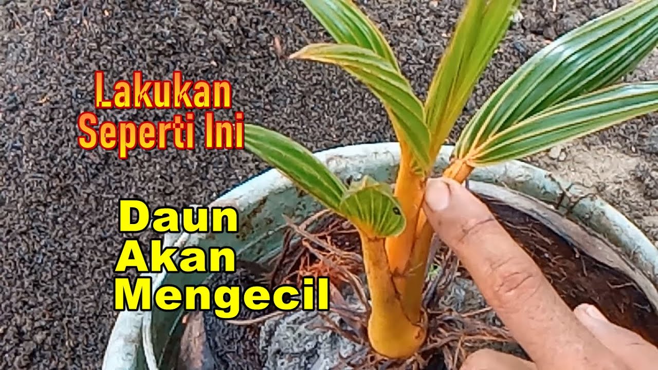 Kecilkan Daun  Bonsai Kelapa  Dengan Cara Ini Perawatan 