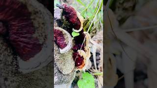 Fungus on a Log