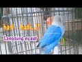 HATI - HATI, Suara Burung Lovebird ini Pintar bikin lovebird manapun cepat bunyi dan GACOR coba saja