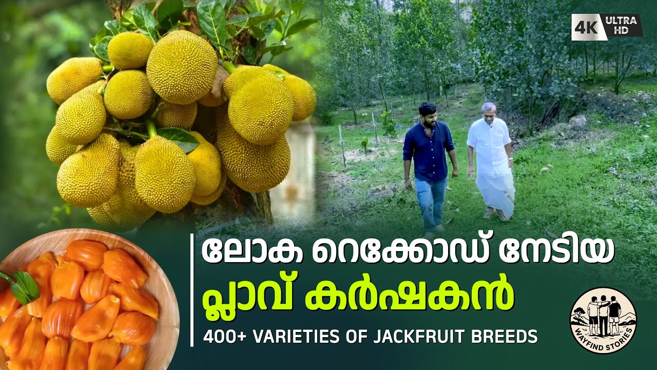 400+ ഇനം പ്ലാവുകൾ | ചക്കാമ്പുഴയിലെ ചക്ക കൃഷി | 4K