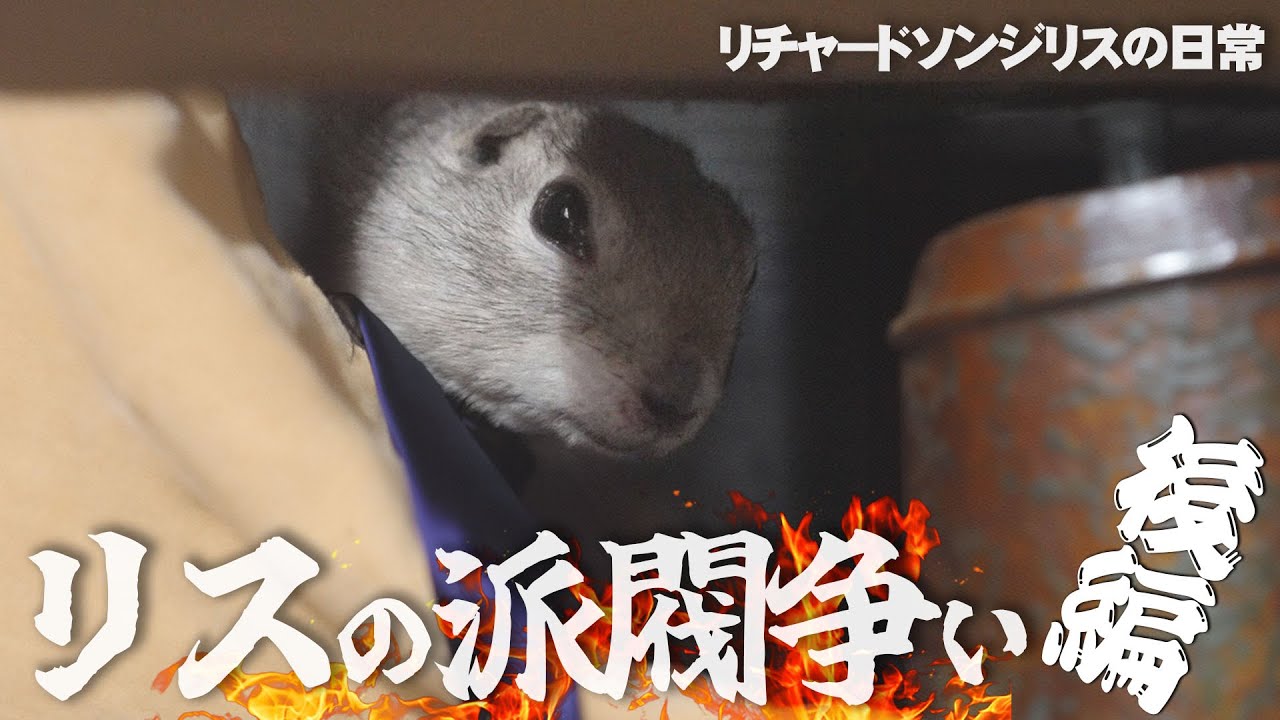 よく慣れたリチャードソンジリス　2022.3ぐらい生まれ maxresdefault.jpg