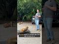 Using a Trained Dog to help a Young Dog 🐕