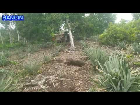 HONEY PINEAPPLE BECOME INCOME FOR UNIFORM TRANSMIGRATION CITIZENS JAYA@hancin8221