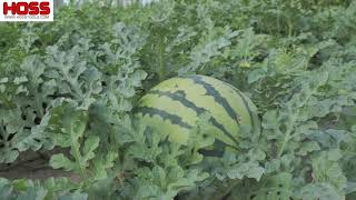 Tricks to Growing Watermelons