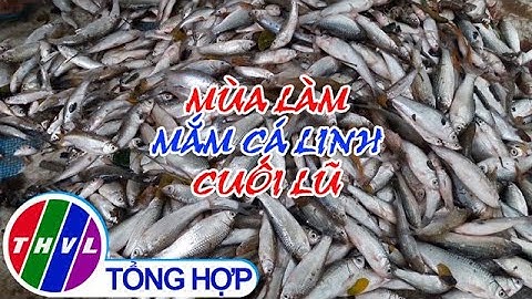 Mùa làm mắm cá linh cuối lũ