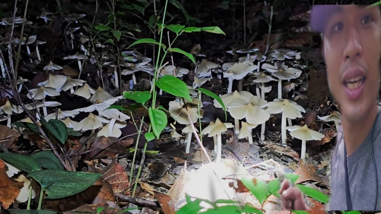 Một Mình Vào Rừng Kiếm Được Ổ Nấm Mối Kim Lai Khủng / Nấm Nở Trắng Rừng 