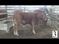 Steer 3 Weight 660 Feeder Calf