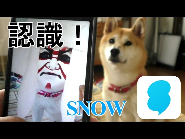 柴犬小春 犬も認識 Snowで小春 七変化 Youtube