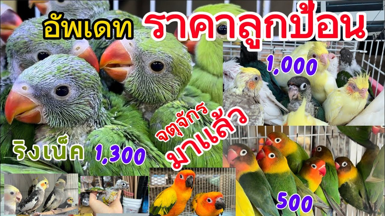 อัพเดทราคานกเเก้วเเละลูกป้อน ตลาดจตุจักรล่าสุด นกเเก้วราคาถูก