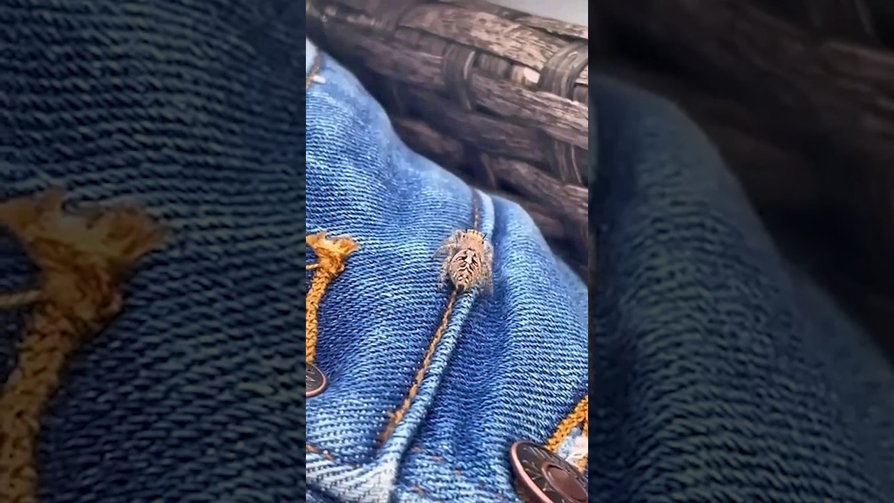 This spider teams up with a woman to catch a fly