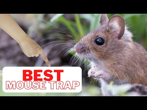 Best Mouse Trap Ever 