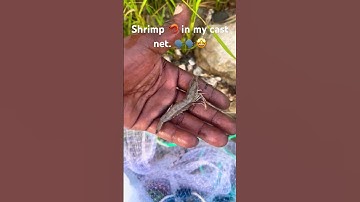 Caught shrimp in my cast net for the first time 🗣🦐. #castnet  #fishing #fish  #castnetfishing
