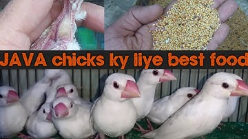 JAVA chicks ky liye best food.
