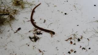 A Leech Using its Posterior and Anterior Sucker for Locomotion