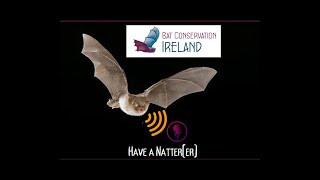 Have a Natter(er) Episode 3: Hibernating Pipistrelles