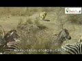 水場での狩り　「閲覧注意」　Wild Animals in Africa / hunting at a water hole