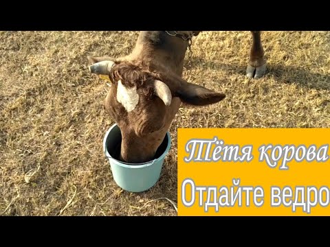 Корова поцарапала машину