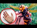 18 Most Harmful Insects to Humans