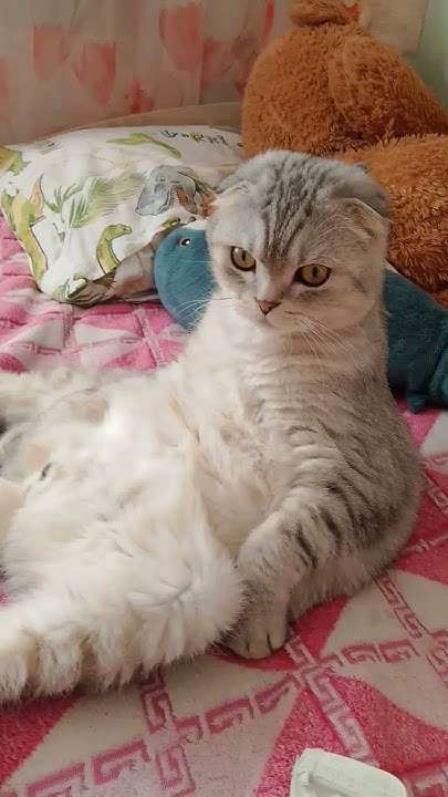 Котики хорошые - YouTube