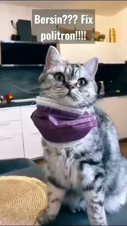 kucing pakai masker