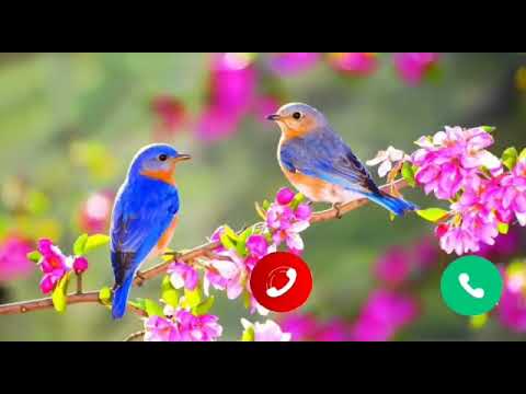 Beautiful birds  ringtone 2022