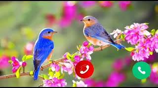 Beautiful birds 🦅 ringtone 2022