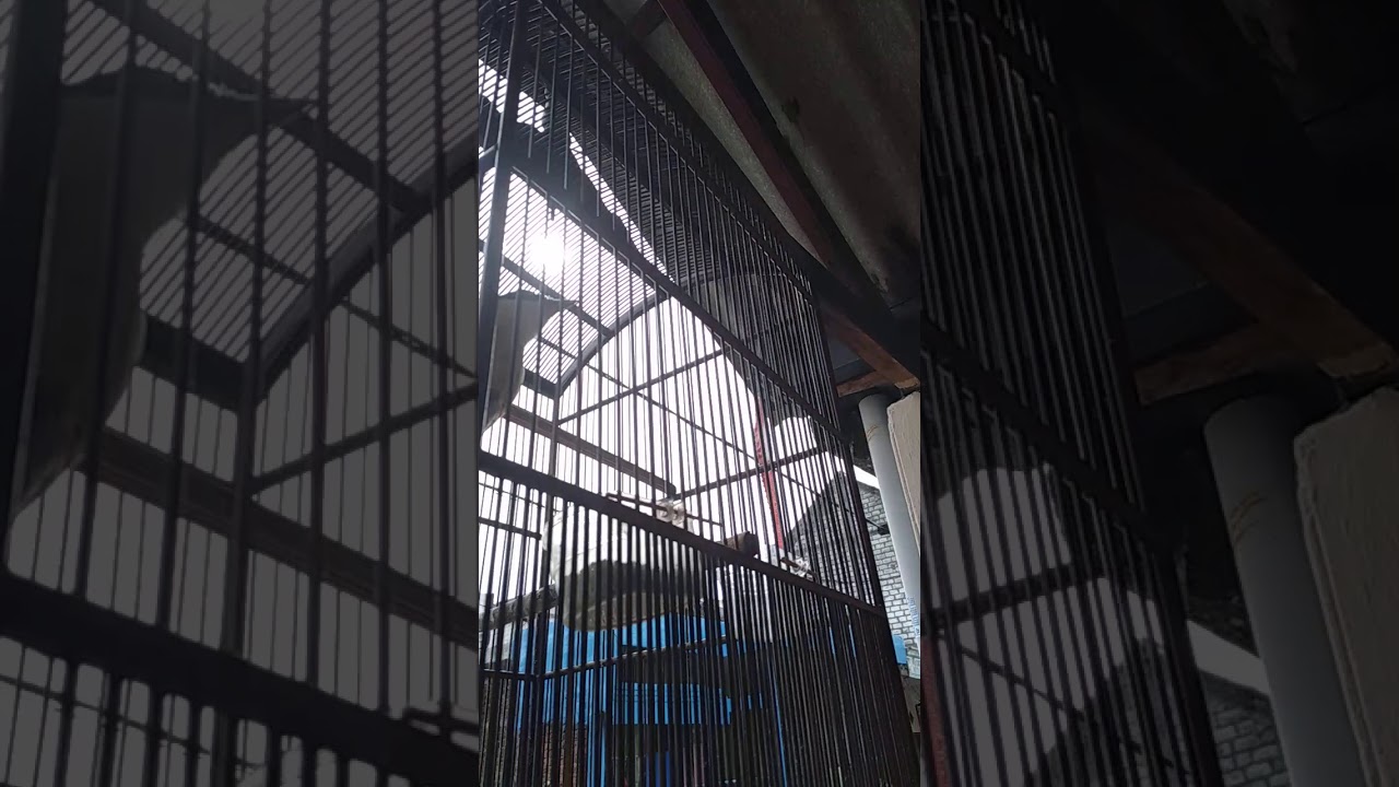 Burung cendet anakan umur 3 bulan gacor 