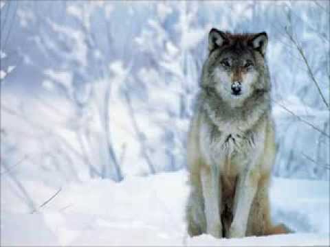 I know Im a Wolf Lyrics - YouTube