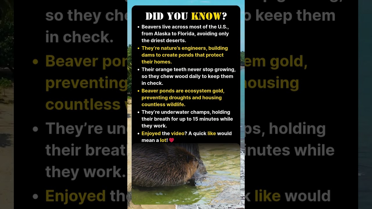 The Water-Loving Builder With Teeth That Never Stop Growing