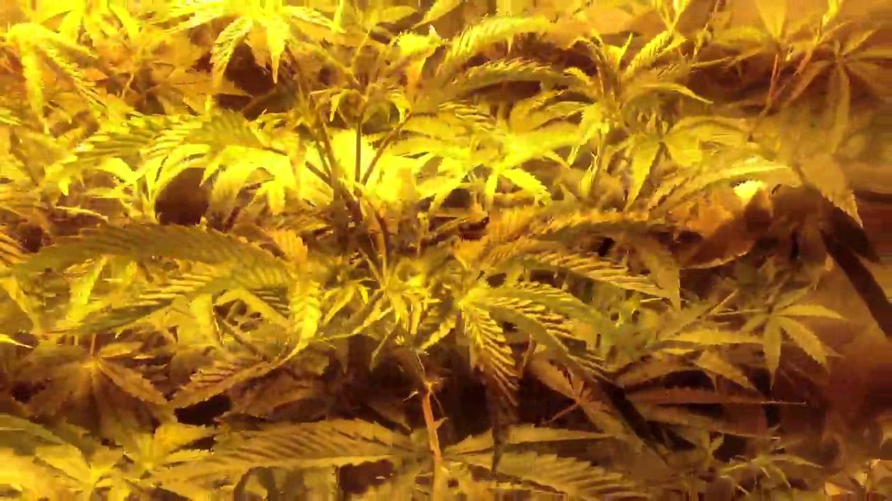 Kandy kush x skunk 1