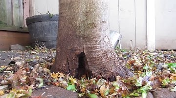 Japanese Trident Maple 