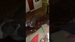 Dog Falls Jumping Up onto the New Mattress