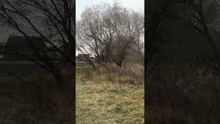 IMG 4466