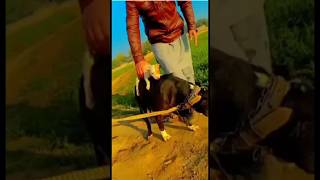 Cute Puppy Riding Big Dog