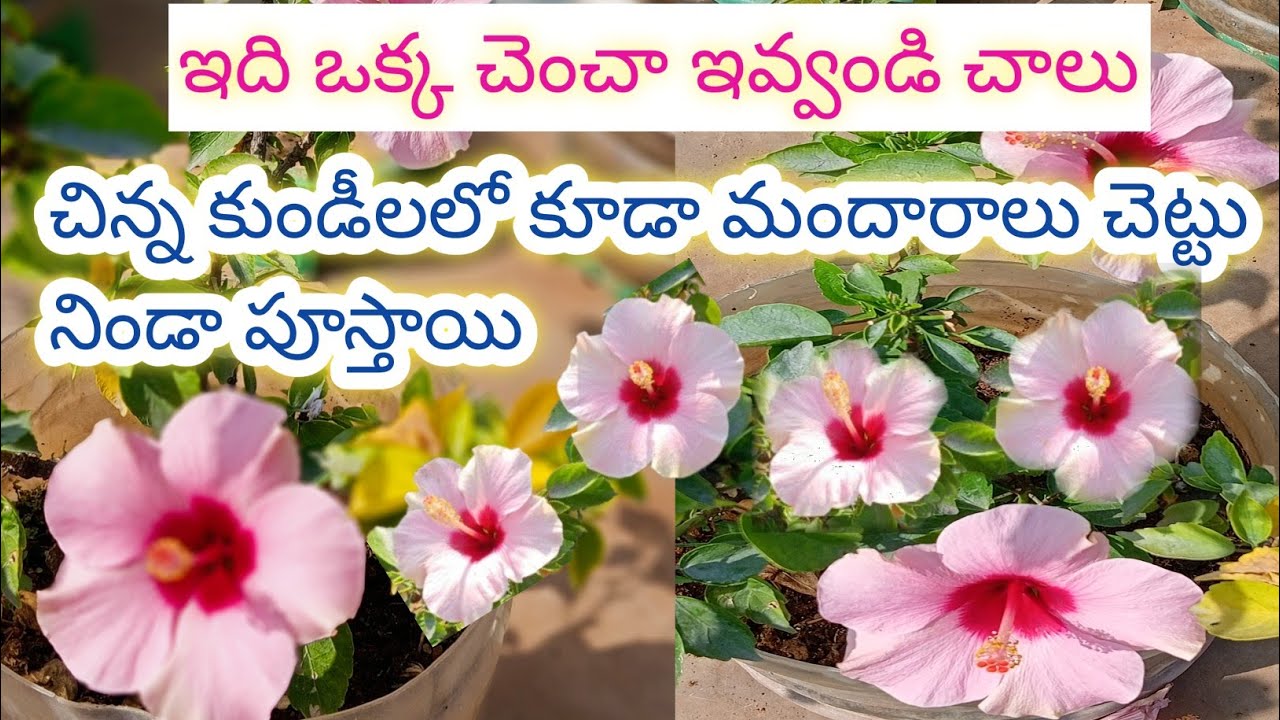 చిన్న కుండీలలో ఎక్కువ పూలు పూయాలి అంటే ఈ విధంగా నాటండి#hibiscus #fertilizer #garden