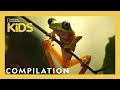 Animal Adaptations and Behaviors