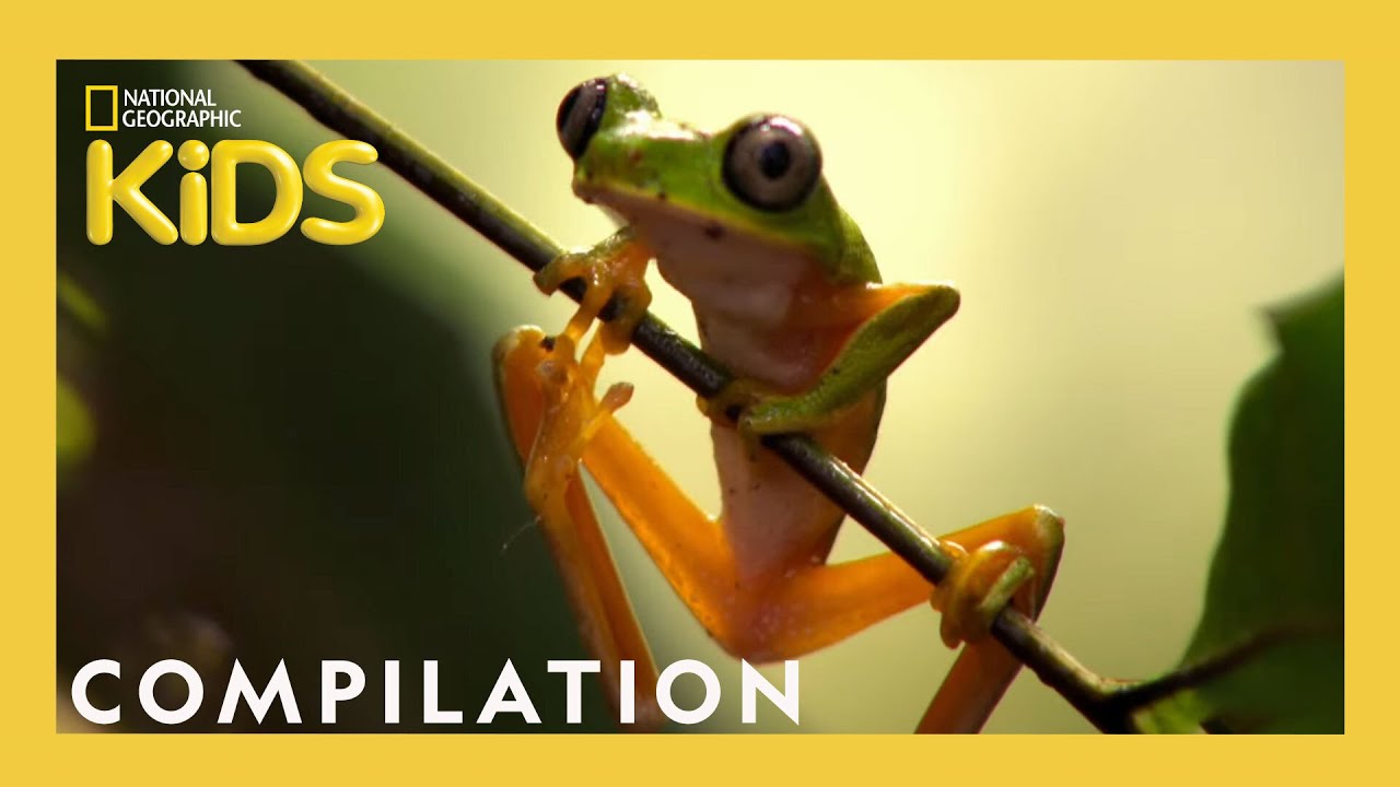 THE FREAKIEST CREATURES! | Frog, Bear, Jellyfish AND MORE! | Nat Geo Kids Compilation | 